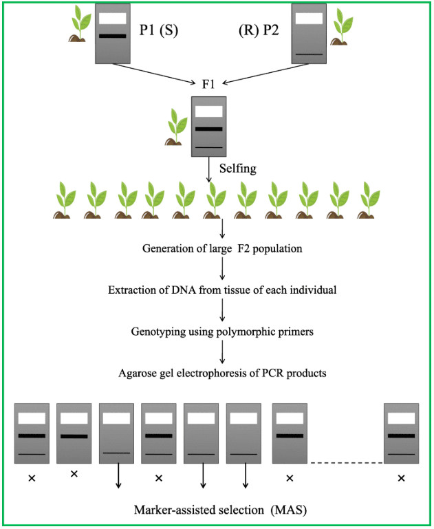 The figure explains the basic procedure of marker-assisted selection